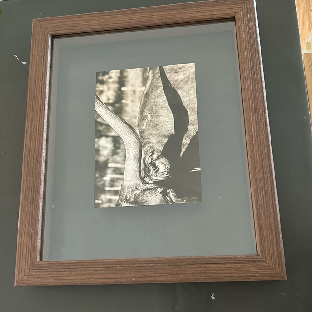 Longhorn floating frame artwork